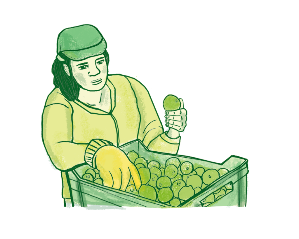 Limón Persa