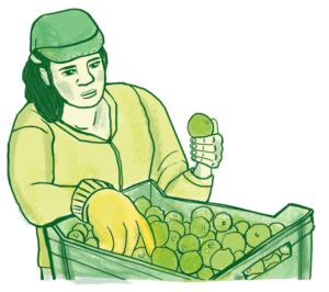 Limón Persa
